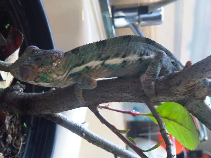 chameleon5012.jpg