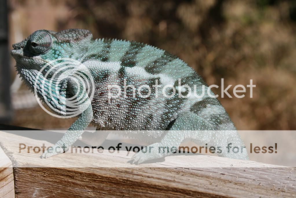eospics9-19-09013-4.jpg