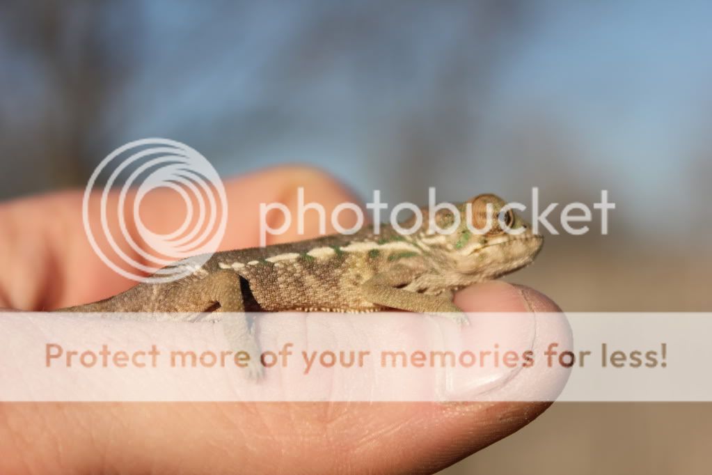 Chamandbugpics151.jpg