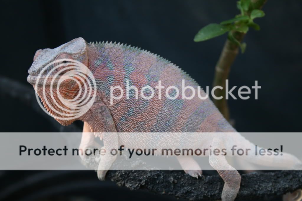 wedpics003.jpg