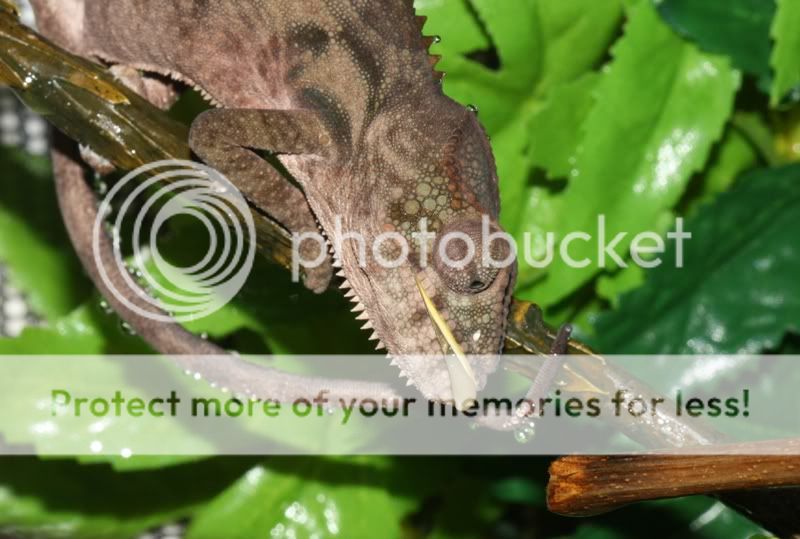 Tongue04.jpg