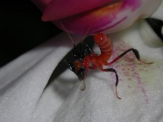 DSCN9244-1.jpg