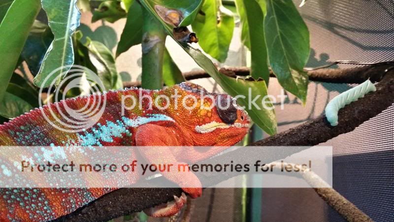 MontyandHornworm.jpg