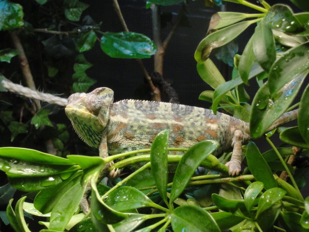DSC00783.jpg