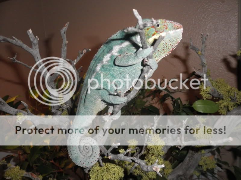 ReptileShow038.jpg