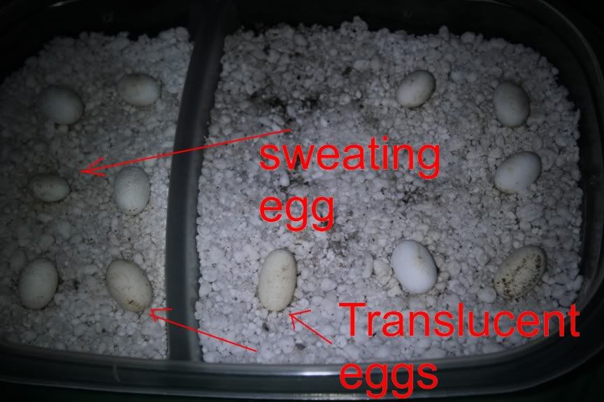 eggs3.jpg