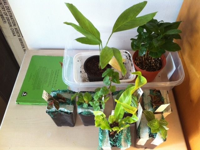 80bucksworthofplants.jpg