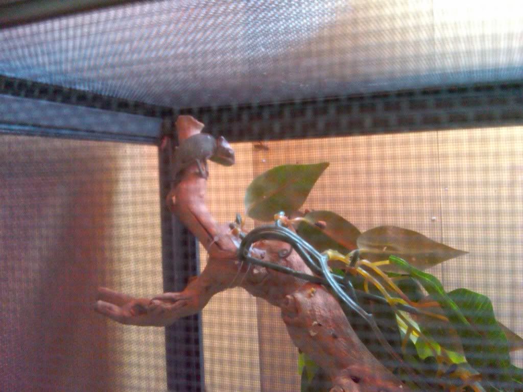 IMG00148-20101217-1100.jpg