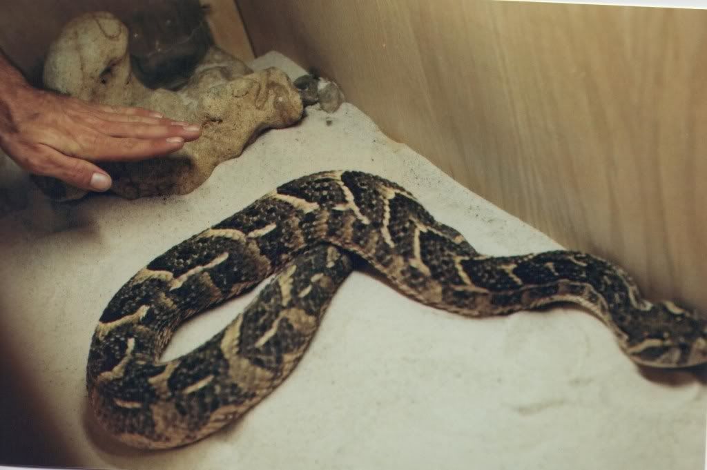 PuffAdder1.jpg
