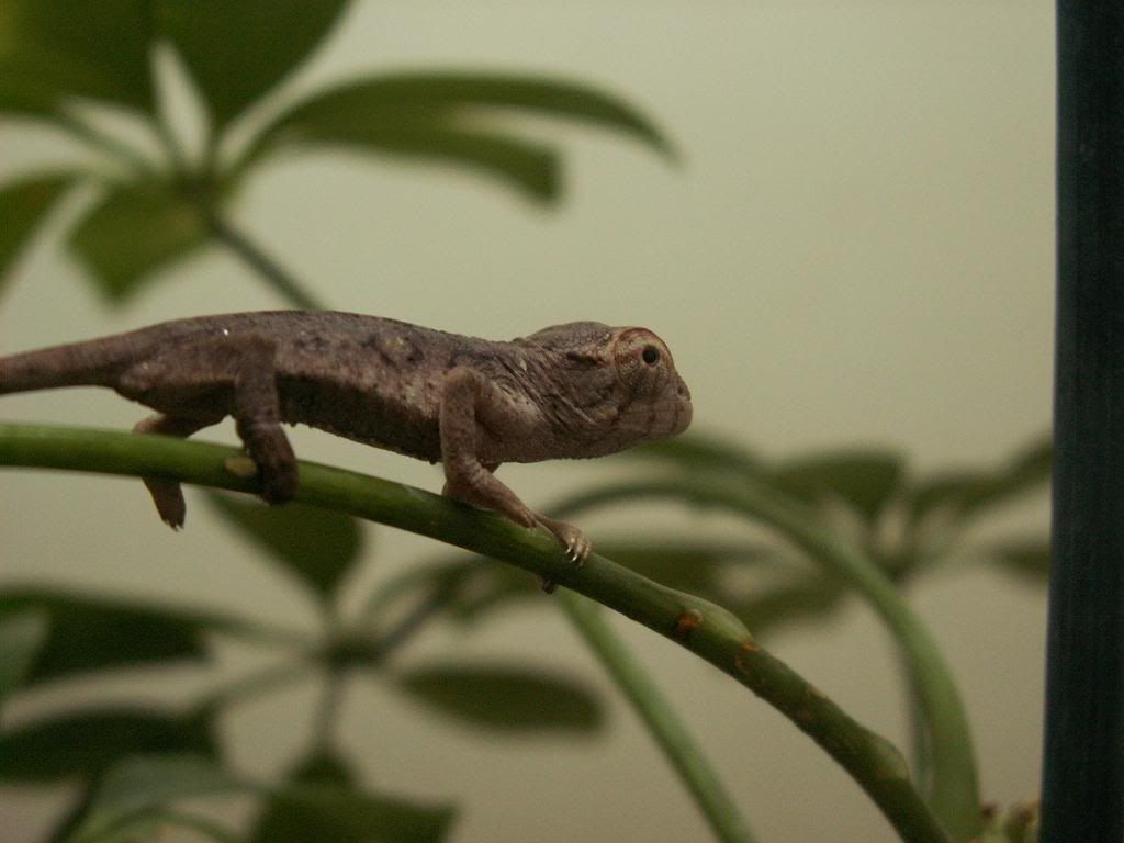 2007ambilobes1.jpg
