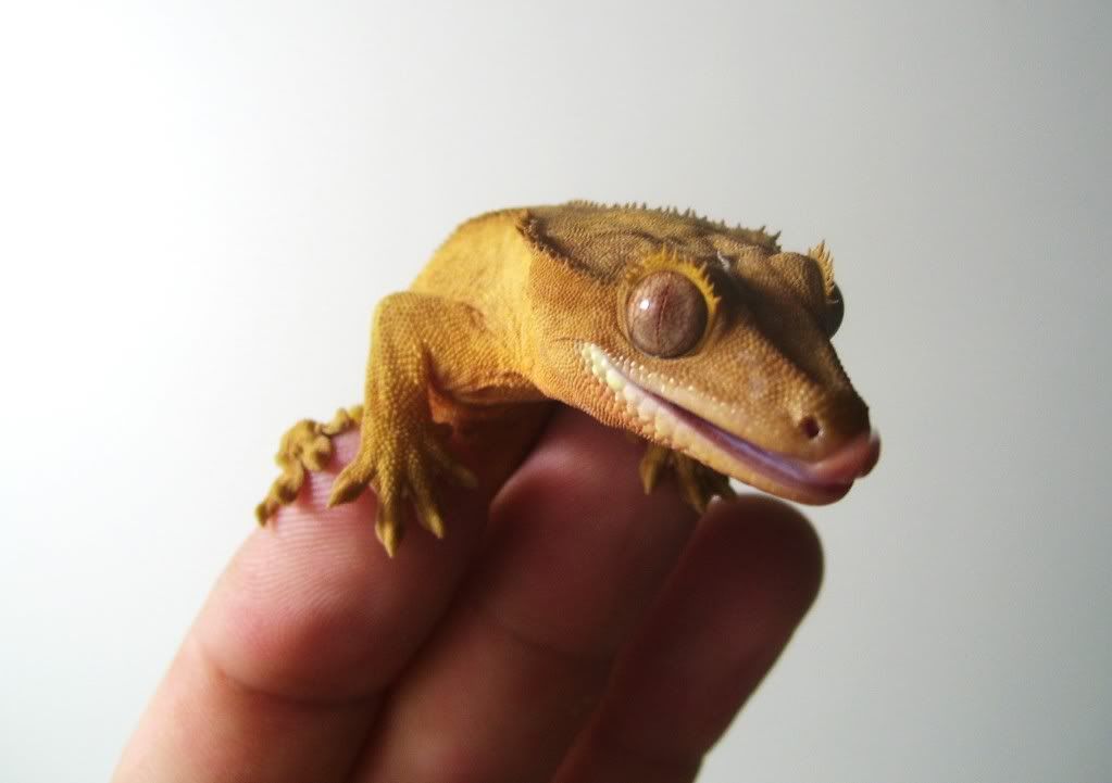 BullockPortrait.jpg