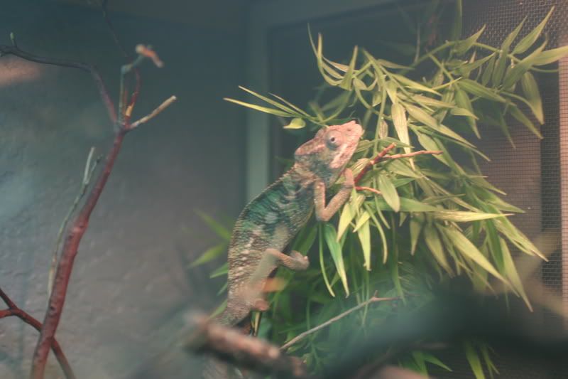 Sept1stChameleon016.jpg