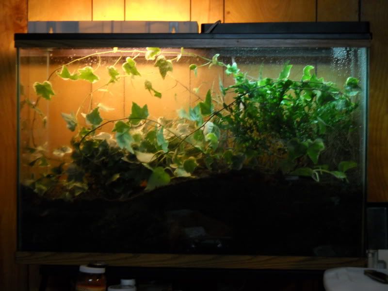 PygmyViv007.jpg