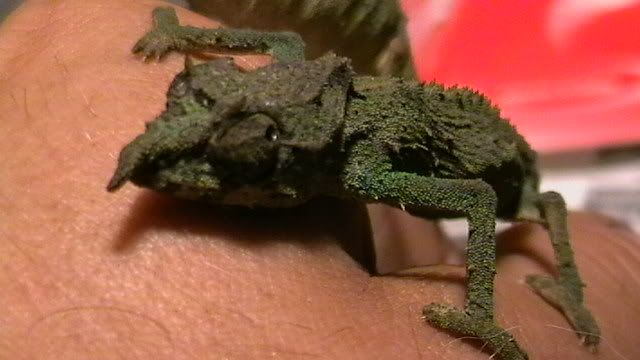 pygmygeckos008.jpg