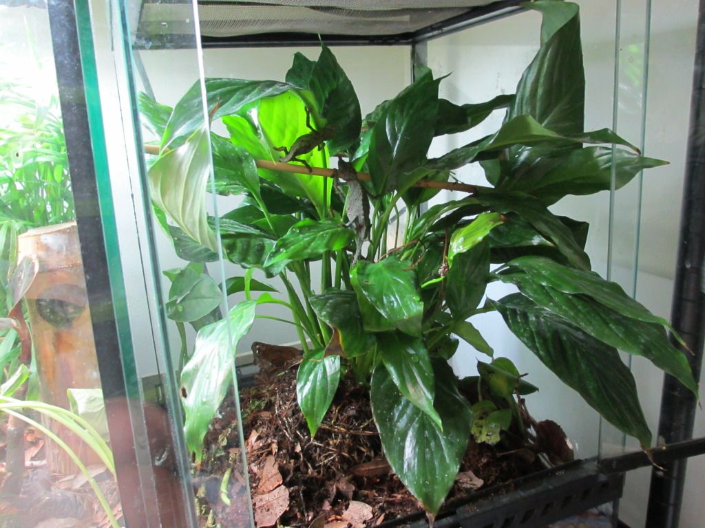 Rhampholeonacuminatus009.jpg