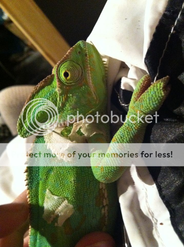 chameleon1.jpg