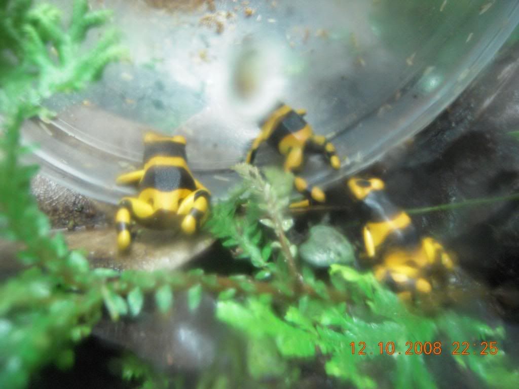 frogs009.jpg