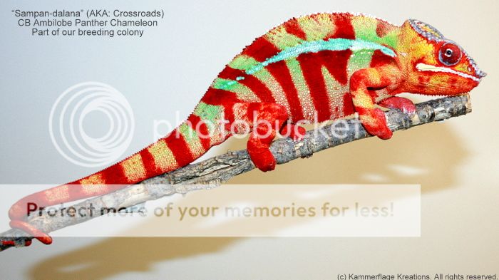 1778581897_zpsf8875f62.jpg