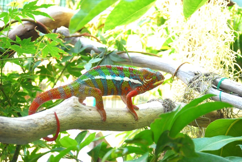 DSC_0521.jpg
