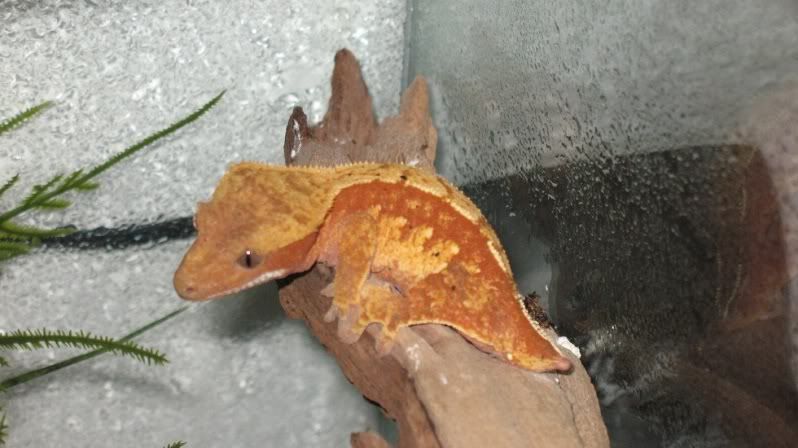 GoldenGecko068.jpg