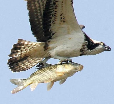 fishbird.jpg