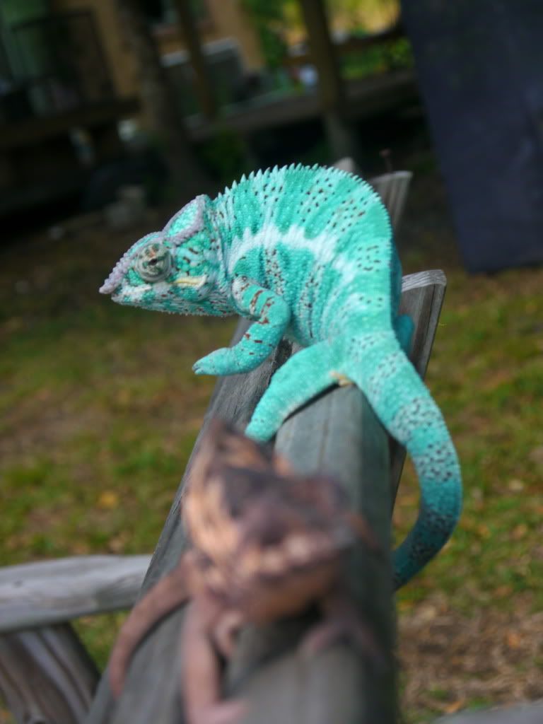 _1070133.jpg
