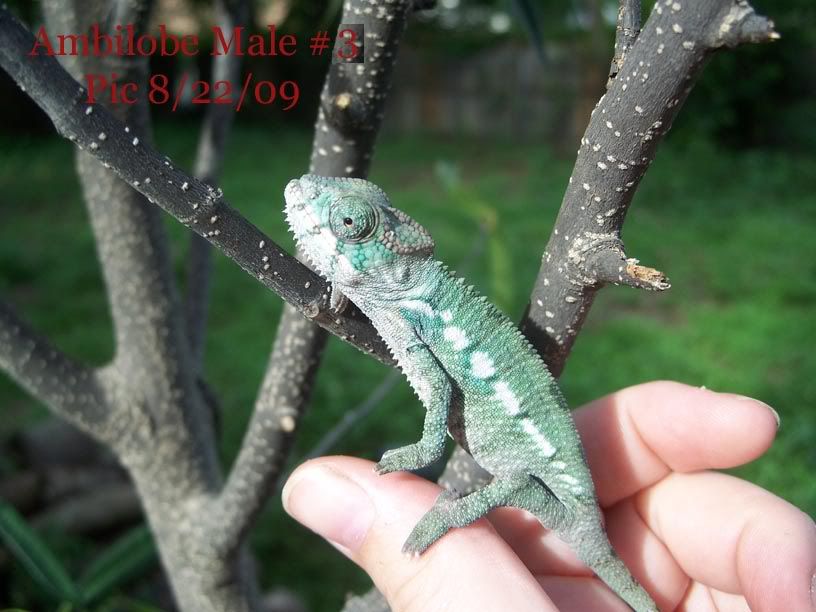 Male3-3copy.jpg