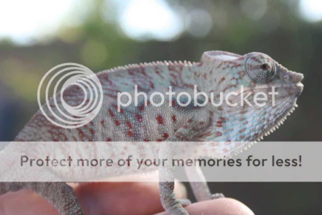 wedpics035.jpg