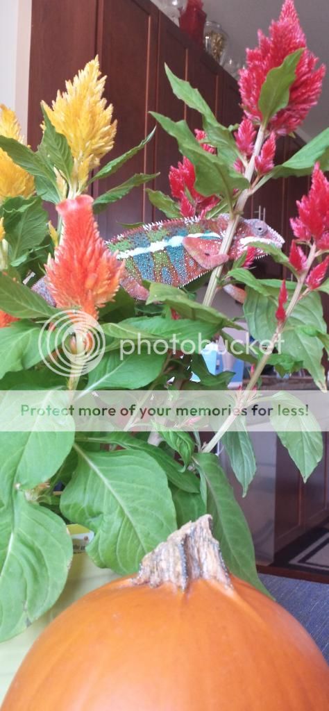 2014-09-27162918_zps8f94124e.jpg