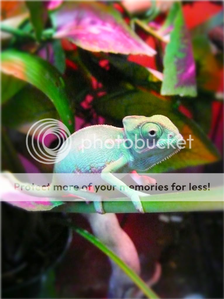 Chameleons004.jpg
