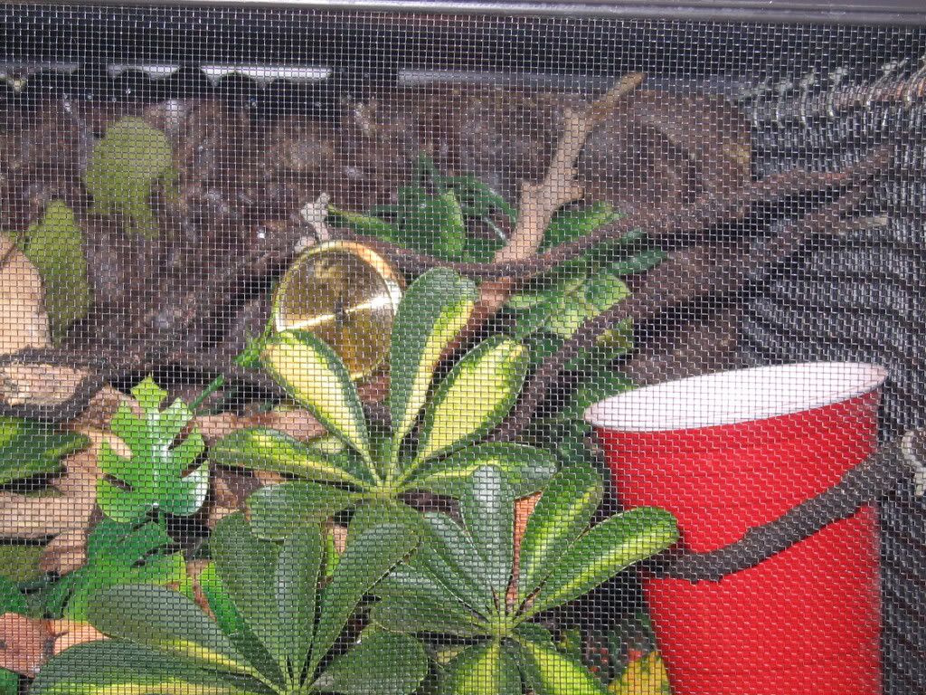 weddinghalloweennewcage029.jpg