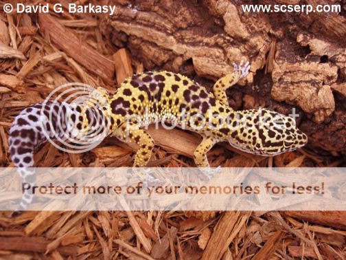 LeopardGeckoAdult001.jpg