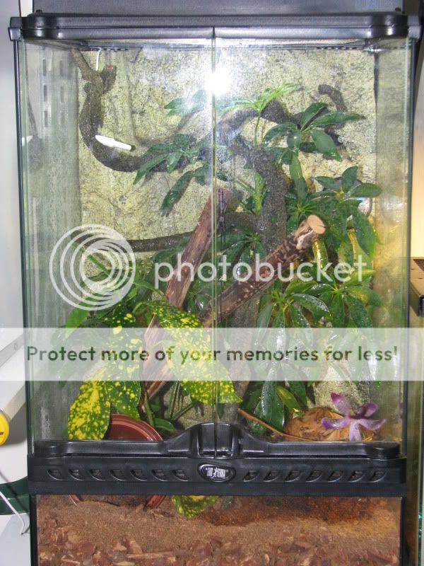 pygmytank1.jpg