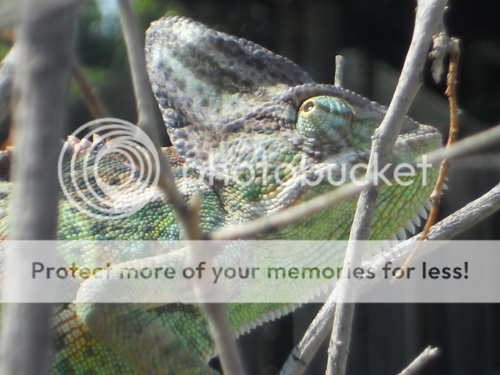 DSCN4009.jpg