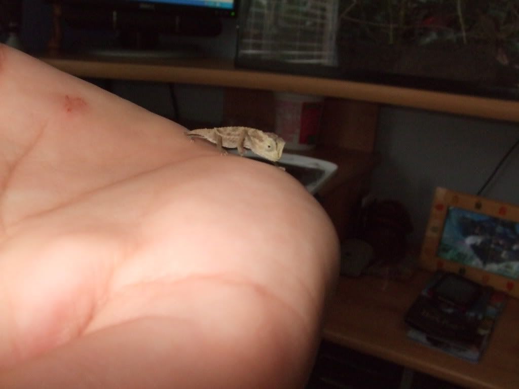 pygmychameleon002.jpg