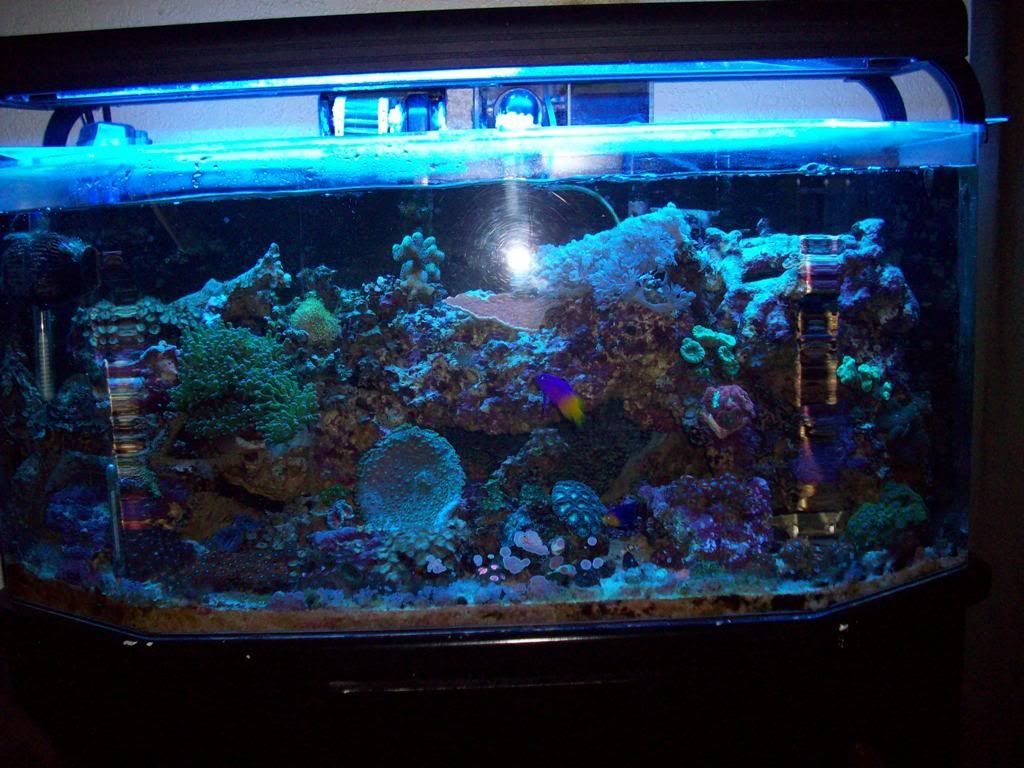 reef5-5-10.jpg