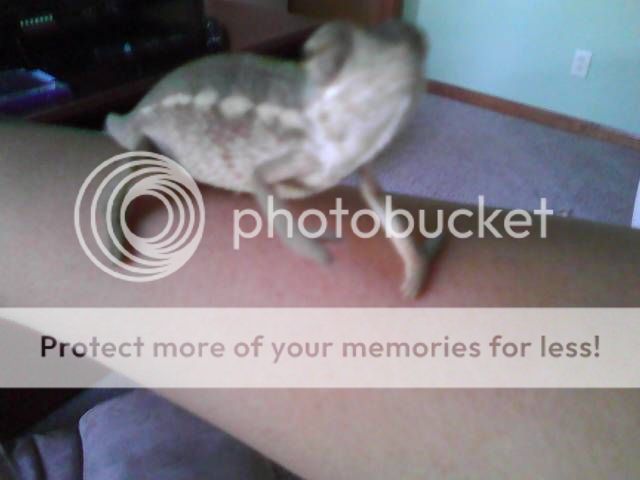 phonepictures289.jpg