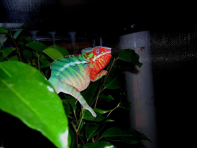 dinocolors.jpg