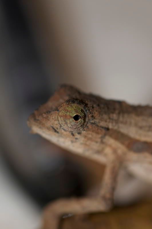 DSC_0685.jpg