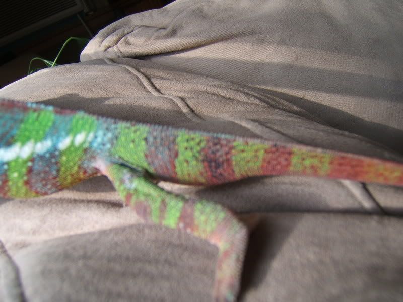 Stevetail005.jpg