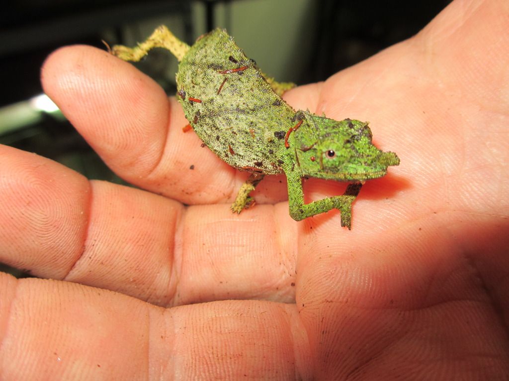 Rhampholeonacuminatus003.jpg