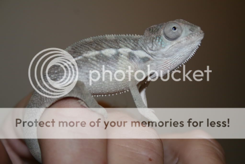 eospics9-19-09007-3.jpg