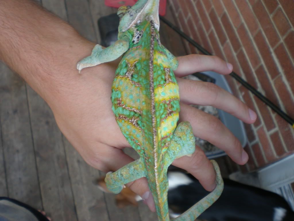 BabyChameleons19.jpg