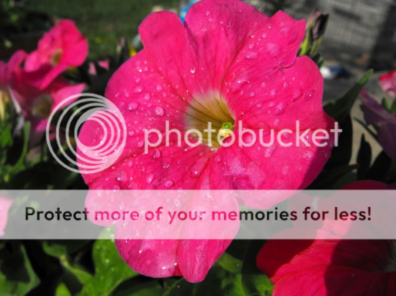 DSCF1198.jpg