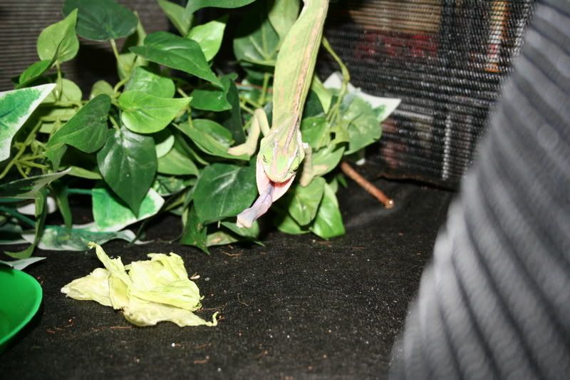 chameleon_eating007.jpg