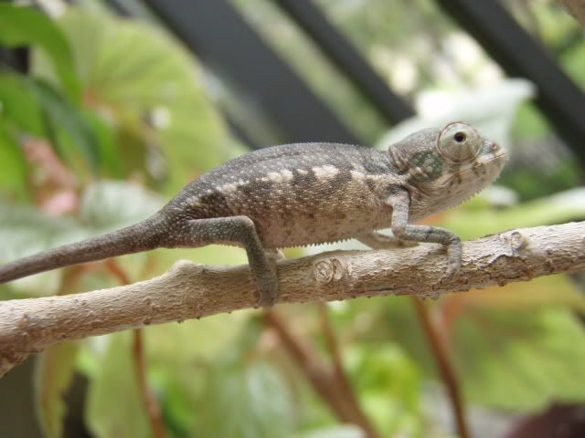 MyChameleons035.jpg