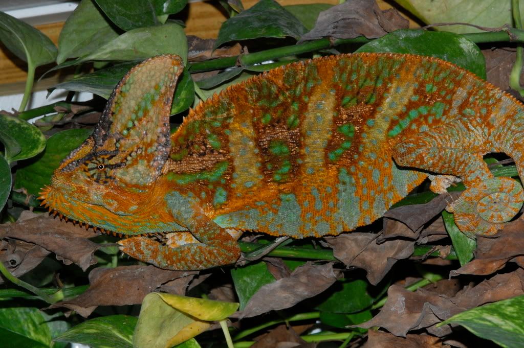 DSC_3350.jpg