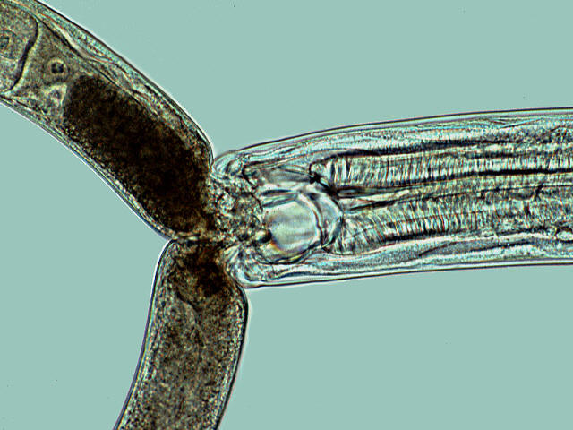nematode-eating-prey.jpg