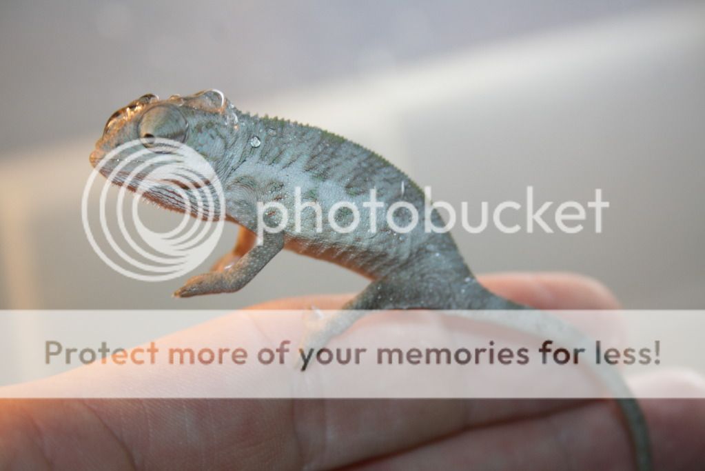 tritonfalybabies003-1.jpg