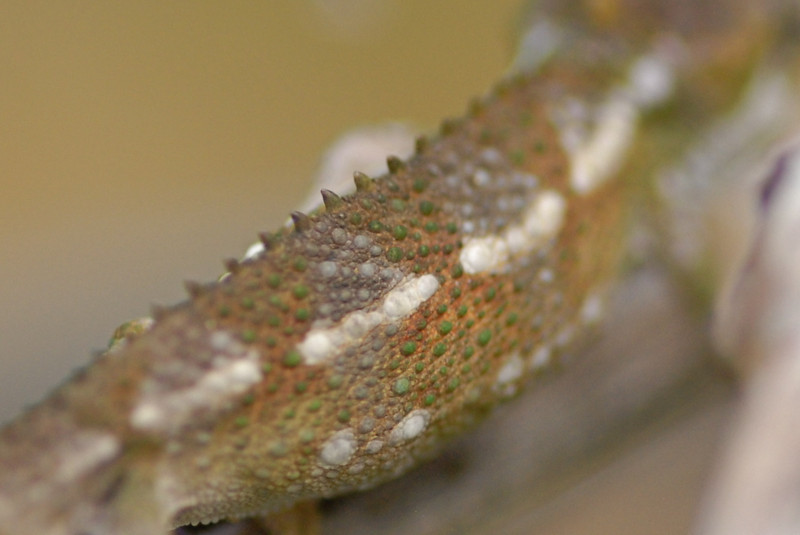 DSC00103-L.jpg